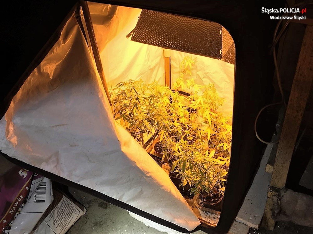 Areszt za plantację i ponad kilogram marihuany