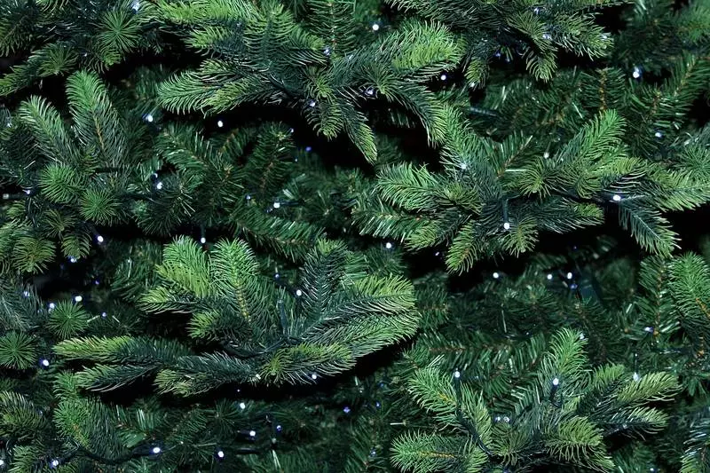 Daj drugie życie świątecznemu drzewku w Wodzisławiu Śląskim