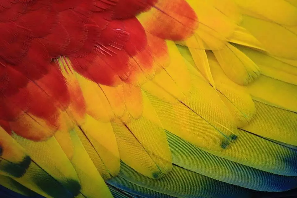 Wystawa Konkursowa Kanarków i Ptaków Egzotycznych w WCK / fot. Pixabay